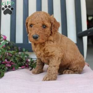 Abigail, Mini Goldendoodle Puppy
