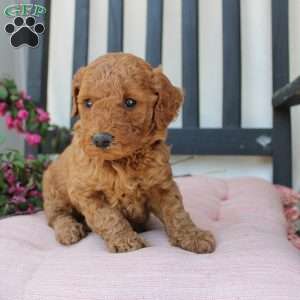 Abigail, Mini Goldendoodle Puppy