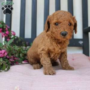 Abigail, Mini Goldendoodle Puppy