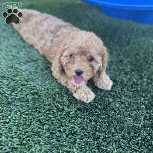 Becks, Cavapoo Puppy