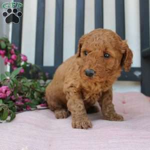 Abigail, Mini Goldendoodle Puppy