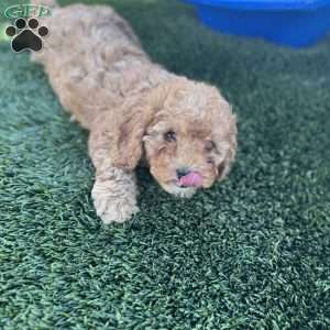 Becks, Cavapoo Puppy