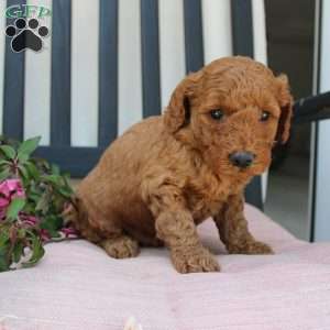 Abigail, Mini Goldendoodle Puppy