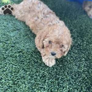 Becks, Cavapoo Puppy