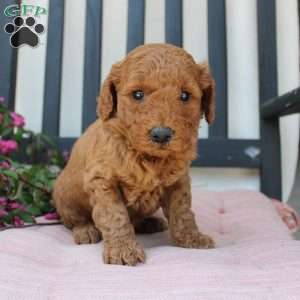 Abigail, Mini Goldendoodle Puppy