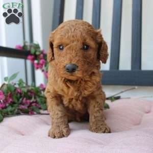 Abigail, Mini Goldendoodle Puppy