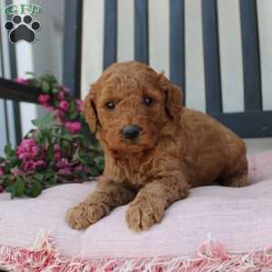 Abigail, Mini Goldendoodle Puppy
