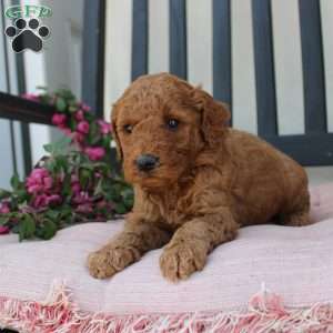 Abigail, Mini Goldendoodle Puppy