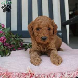 Abigail, Mini Goldendoodle Puppy