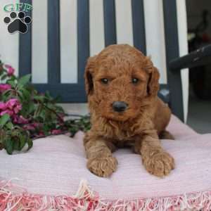 Abigail, Mini Goldendoodle Puppy