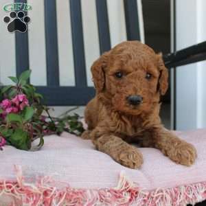Abigail, Mini Goldendoodle Puppy