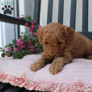 Abigail, Mini Goldendoodle Puppy