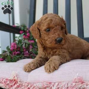 Abigail, Mini Goldendoodle Puppy