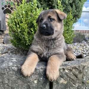 Azalea, German Shepherd Puppy