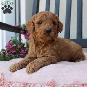 Abigail, Mini Goldendoodle Puppy