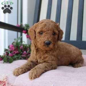 Abigail, Mini Goldendoodle Puppy