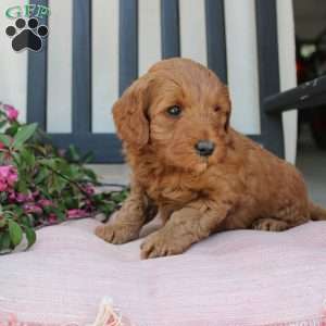 Annie, Mini Goldendoodle Puppy
