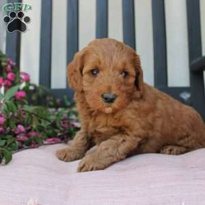Annie, Mini Goldendoodle Puppy