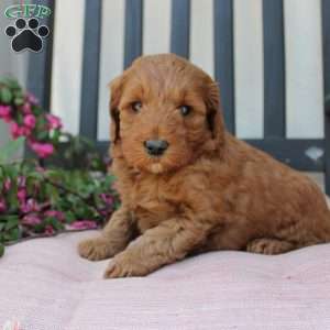 Annie, Mini Goldendoodle Puppy