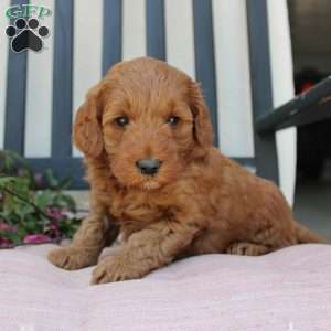 Annie, Mini Goldendoodle Puppy