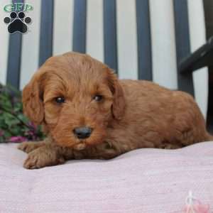 Annie, Mini Goldendoodle Puppy