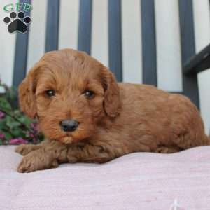 Annie, Mini Goldendoodle Puppy