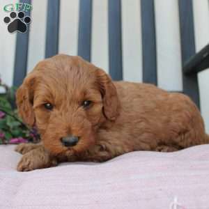 Annie, Mini Goldendoodle Puppy