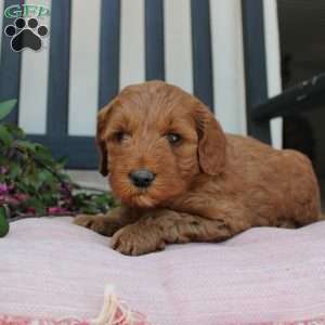 Annie, Mini Goldendoodle Puppy