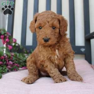 Amanda, Mini Goldendoodle Puppy