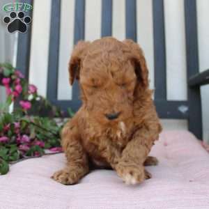 Amanda, Mini Goldendoodle Puppy