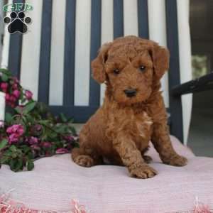 Amanda, Mini Goldendoodle Puppy