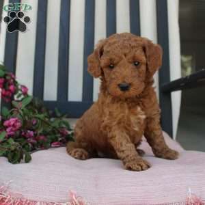 Amanda, Mini Goldendoodle Puppy
