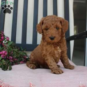 Amanda, Mini Goldendoodle Puppy