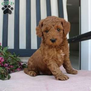 Amanda, Mini Goldendoodle Puppy
