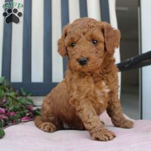 Amanda, Mini Goldendoodle Puppy