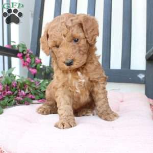 Amanda, Mini Goldendoodle Puppy