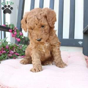 Amanda, Mini Goldendoodle Puppy