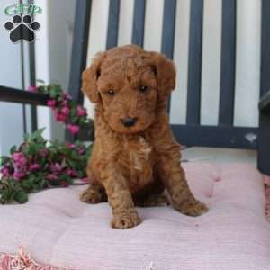 Amanda, Mini Goldendoodle Puppy