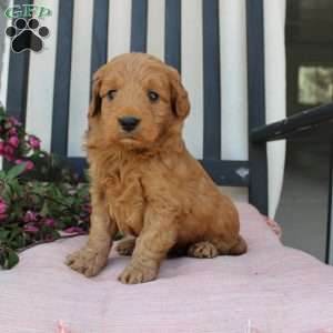 Amy, Mini Goldendoodle Puppy