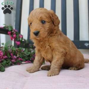 Amy, Mini Goldendoodle Puppy
