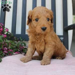 Amy, Mini Goldendoodle Puppy