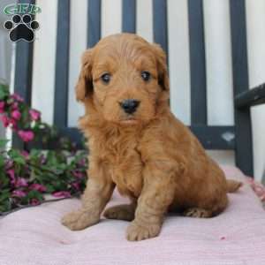 Amy, Mini Goldendoodle Puppy