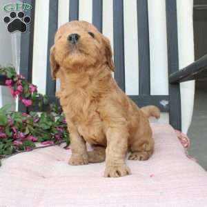 Amy, Mini Goldendoodle Puppy