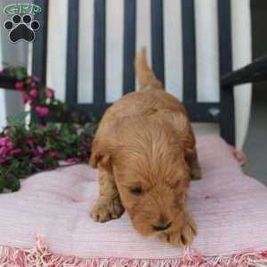 Amy, Mini Goldendoodle Puppy