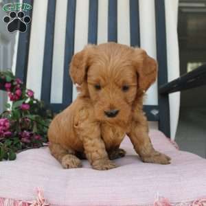 Amy, Mini Goldendoodle Puppy