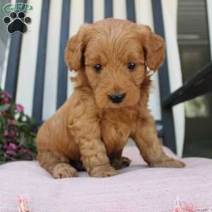 Amy, Mini Goldendoodle Puppy