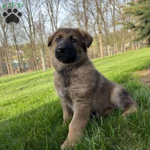 Azalea, German Shepherd Puppy