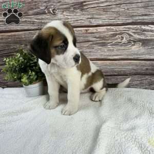 Callie, Saint Bernard Puppy