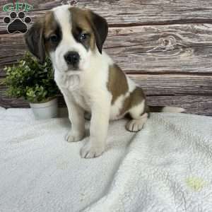 Callie, Saint Bernard Puppy