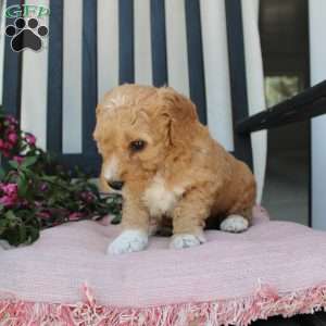 Austin, Mini Goldendoodle Puppy